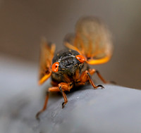 Cicadas Emergence '24